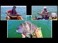 Flounder, Sheepy, and Cobia at the High Rise (Chesapeake Bay)