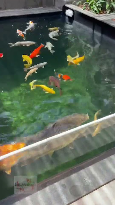 Proses Pembuatan Kolam Koi Ribet Deh