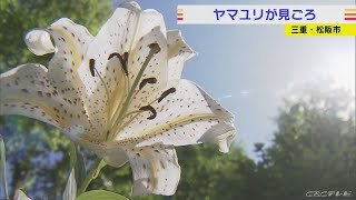 「ユリの女王」芳醇な香り漂わせる　三重・松阪市で見頃(2022/7/25)