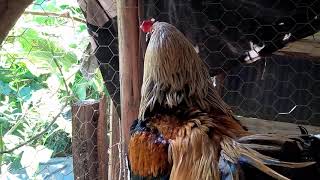 Galo E Galinhas Sapateira