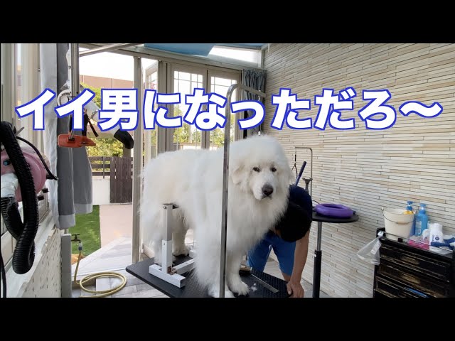 プールのあとはシャンプーできれいに グレートピレニーズ