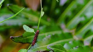 Gulf Fritillary Caterpillar Pooping Timelapse