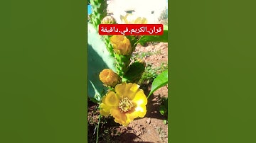 سورة.النمل.خالد.الجليل #quran #المصحف #راحة_نفسية #لايك #دويتو #اكسبلور #متابعه احترم.القران.دقيقة #