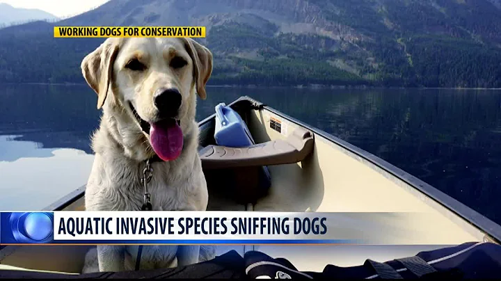 Dogs help sniff out aquatic invasive species in Yellowstone, Glacier, Grand Teton national parks