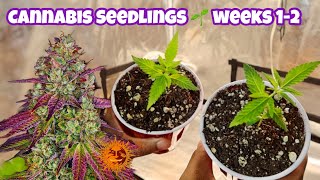 MIMOSA X ORANGE PUNCH: Seed To Harvest Cannabis Grow (Barney's Farm)