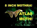 Giant Atlas Moth - Biggest Moth in World Found in Thailand