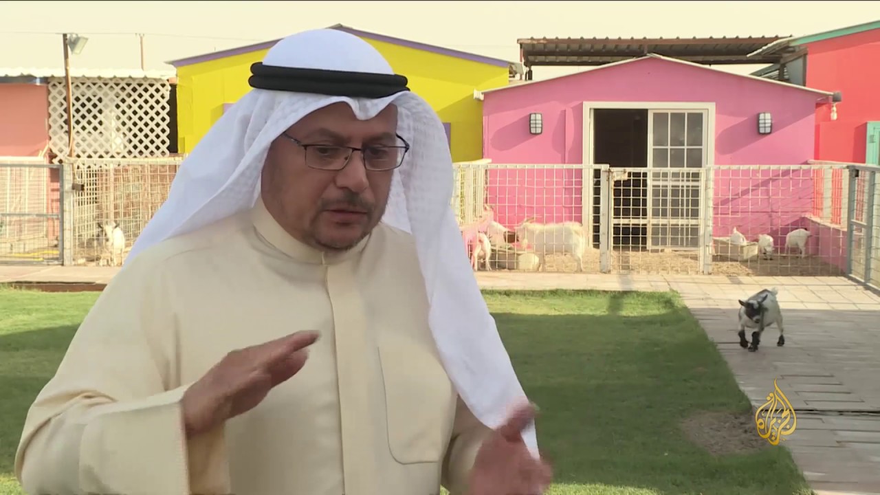 هذا الصباح-تربية أقزام الماعز بالكويت