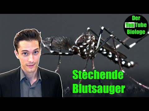 Video: Was ist ein Käferladen?