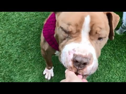 Brite 24787 | Nom Nom Noms Some Treats❤️❤️ NYCACC