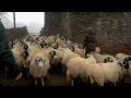 Lambing Live 2011 - Episode 3