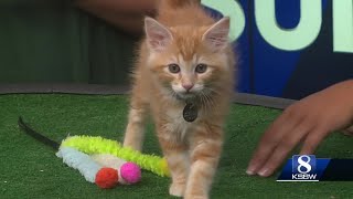 KSBW Pet of the Weekend: Molson!