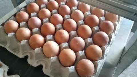 CIJ inkjet date printer for eggs with food grand ink