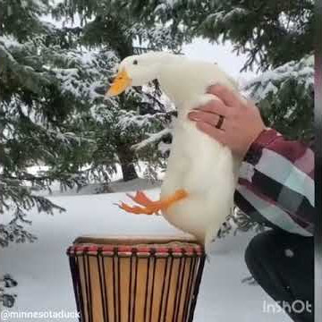 duck play drums🎵🎼