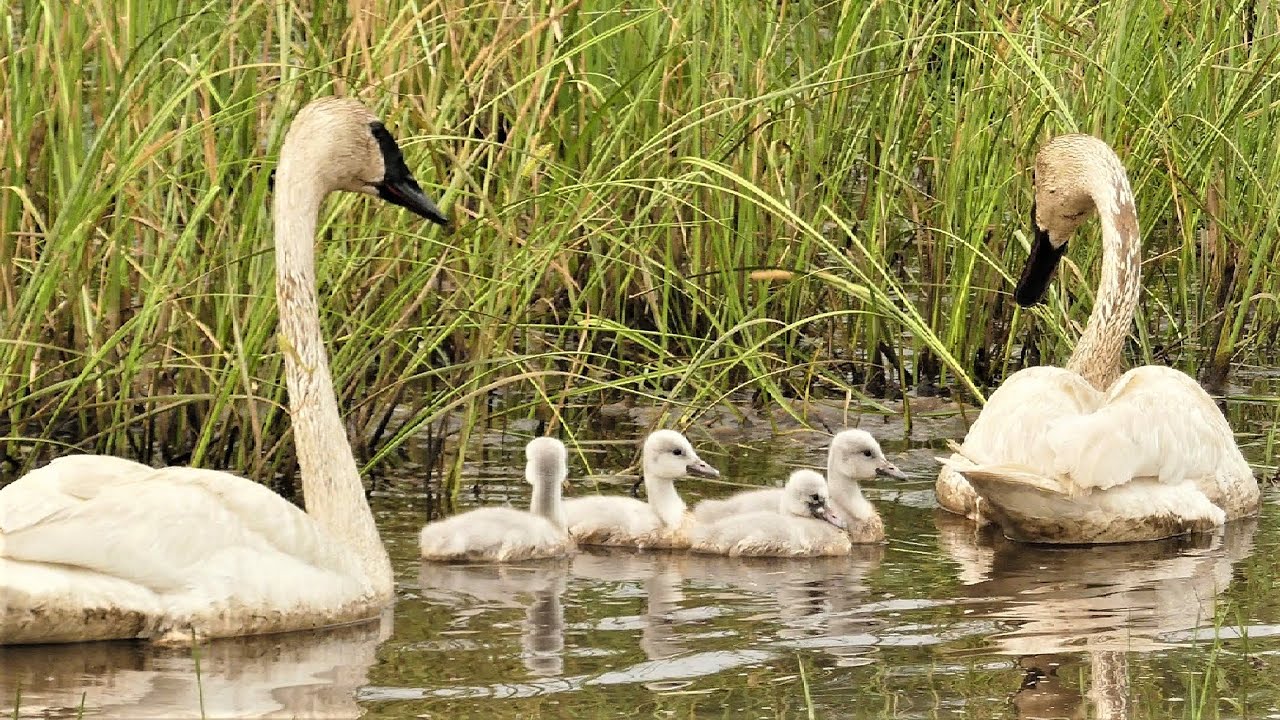 Baby Swan Cuteness! Trumpeter Swan Pair & Cygnets; A Few Fun Facts; Swan Behavior; Cygnus buccinator