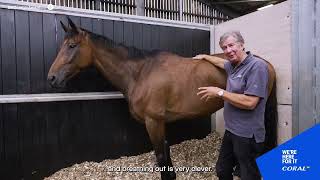 The Making of a Racehorse: The Respiratory System (Part Three)