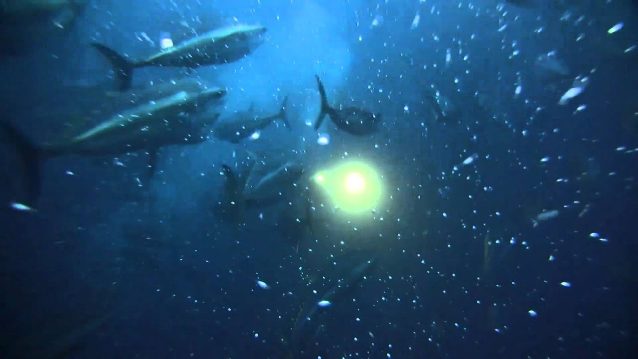 Red tuna farm in Malta The Changing Oceans Expedition [EN] YouTube