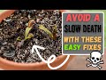 3 common venus fly trap care mistakes that slowly kill your carnivorous plant updated 2024