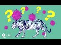 Zoonotic Diseases and COVID-19 Insights