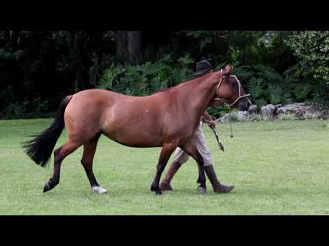 Lote 14 - Miragem da Matarazzo TE