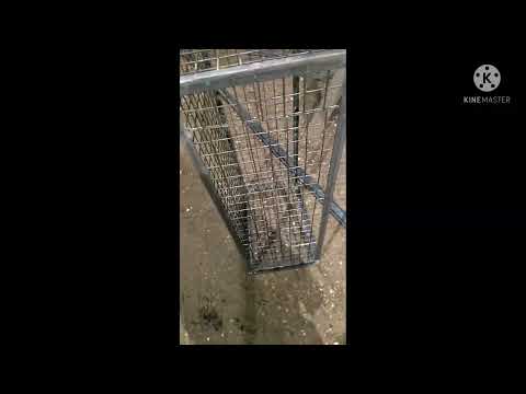قفص حديد للدواجن