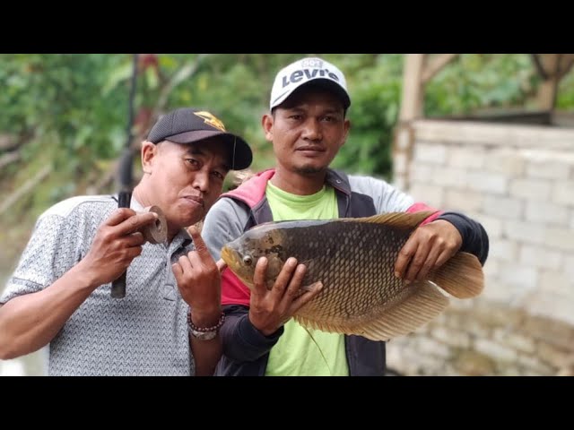 Akhirnya gurame 5kg takluk juga !!..mancing mania class=