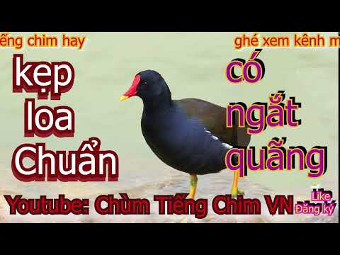 Video tiếng chim trích ré mồi chuẩn nhất mp3 chuyên kẹp loa - youtube