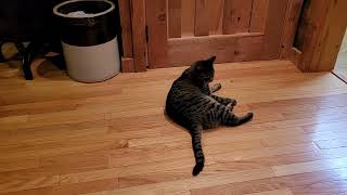 Andy Cat chases his tail! by pjk033 357 views 1 month ago 45 seconds