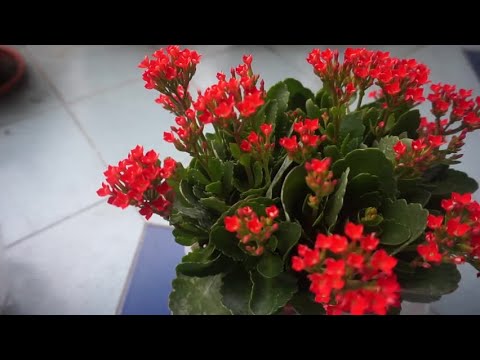 Video: Hur Man Skär Kalanchoe? Regler För Beskärning Efter Blomning Och Efterföljande Vård Hemma. Hur Bildar Jag En Vacker Buske?