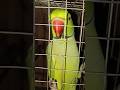 Beautiful 😍 green ringneck parrot Bird talking ! #parrot #talkingparot #mitthu #birds #birdlovers
