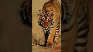 #tiger #foryoupage #trendingshorts #foryoushorts #vairalshorts growe#growe vairal video of the vlog