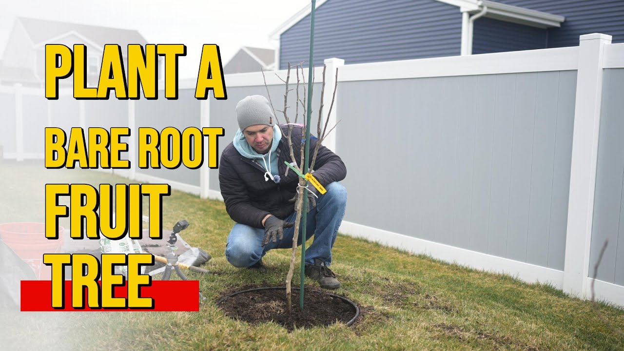 How to Plant a Bare Root Pear Tree | Backyard Gardening for Beginners ...