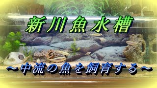 新川魚水槽～清流魚を飼育する～