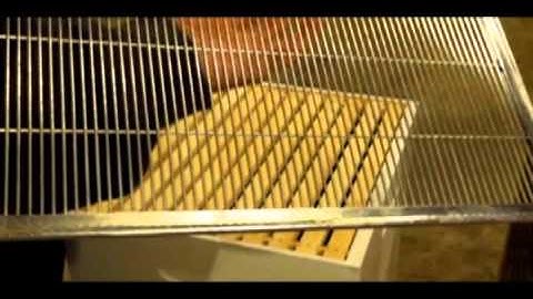 New-Bee 101: Stacking The Basic Components Of A Langstroth Bee Hive
