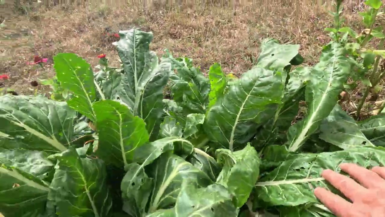 Legumele de toamna in permacultura