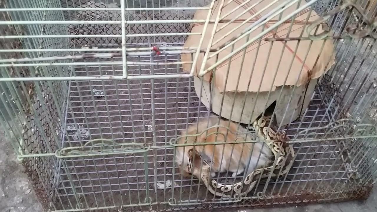 Feeding both my Python snakes guinea pigs YouTube