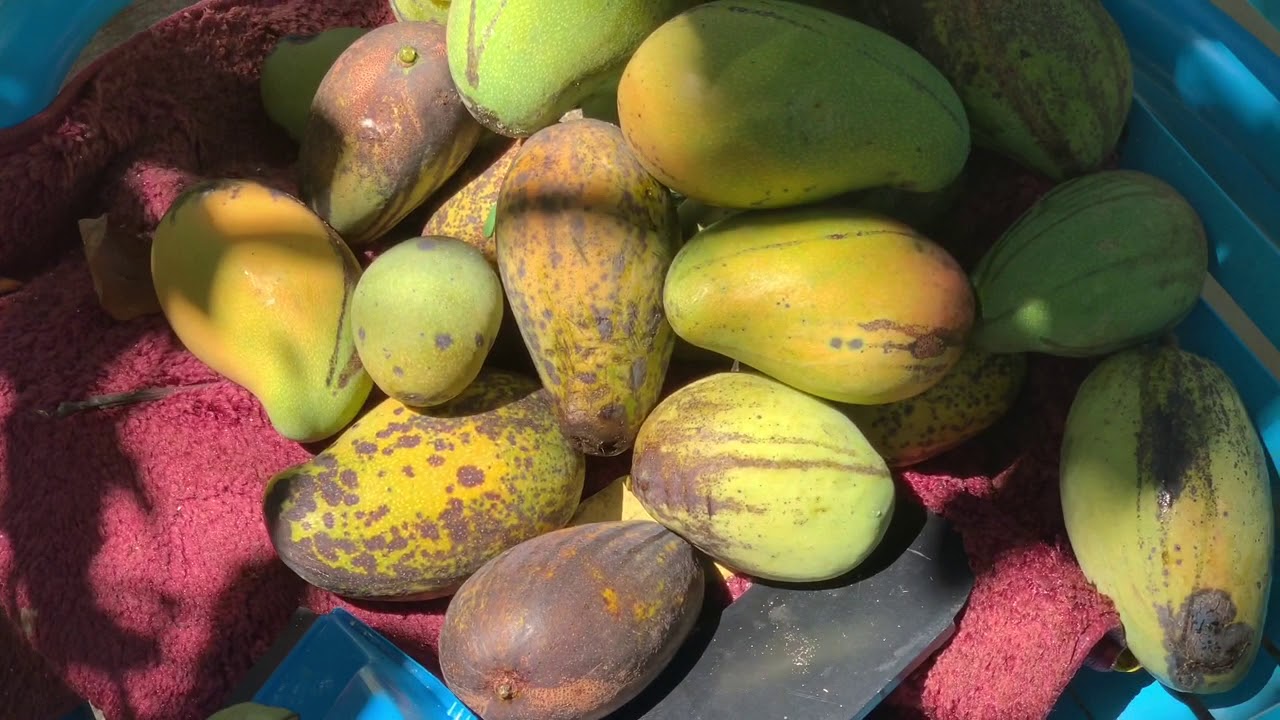 Mango season YouTube