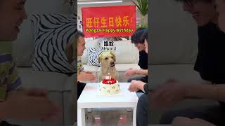 【旺仔很忙🐶Wangzai Is Busy】跟狗子开个玩笑，他居然想要的我的命...Joking With The Dog, He Actually Wants My Life...