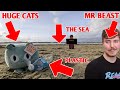 MrBeast + HUGE CATS + Pet Simulator X #TeamSeas