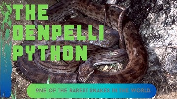 The Oenpelli Python-All you need to know!