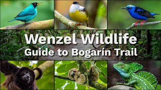 Wildlife & Sloth Sighting Guide to Bogarín Trail in La Fortuna, Costa Rica