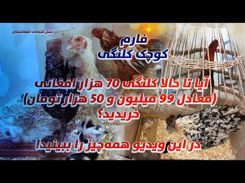 راه اندازی فارم خانگی کلنگی از تولید جوجه کلنگی تا فروش تخم نطفه دار با کیفیت کلنگی