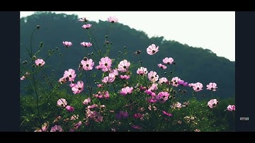 تلاوة خاشعة ورائعة للشيخ سعود الشريم 💙💙من سورة الأنبياء 🌸🌺🕊🌿