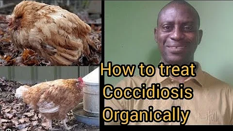 How to Treat Coccidiosis and Bacterial Infections Naturally | Best Organic Remedies for Poultry
