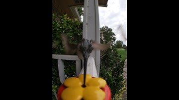 Hummingbird Wings Flapping So Fast They Look Wavy