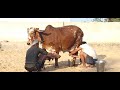 gir cow full milking video aravali dairy farm 9983954391