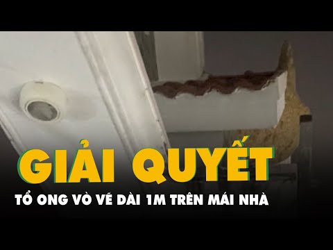 Video Giải quyết tổ ong vò vẽ dài 1m trên mái nhà dân ở Nhà... - youtube
