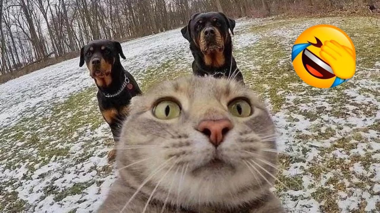 Funniest Animals ๐ Best Funny Dogs and Cats Compilation Part 91 - YouTube