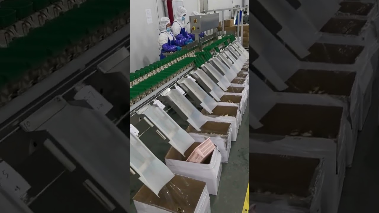 Abalone Size Grading Sorting by Weight 