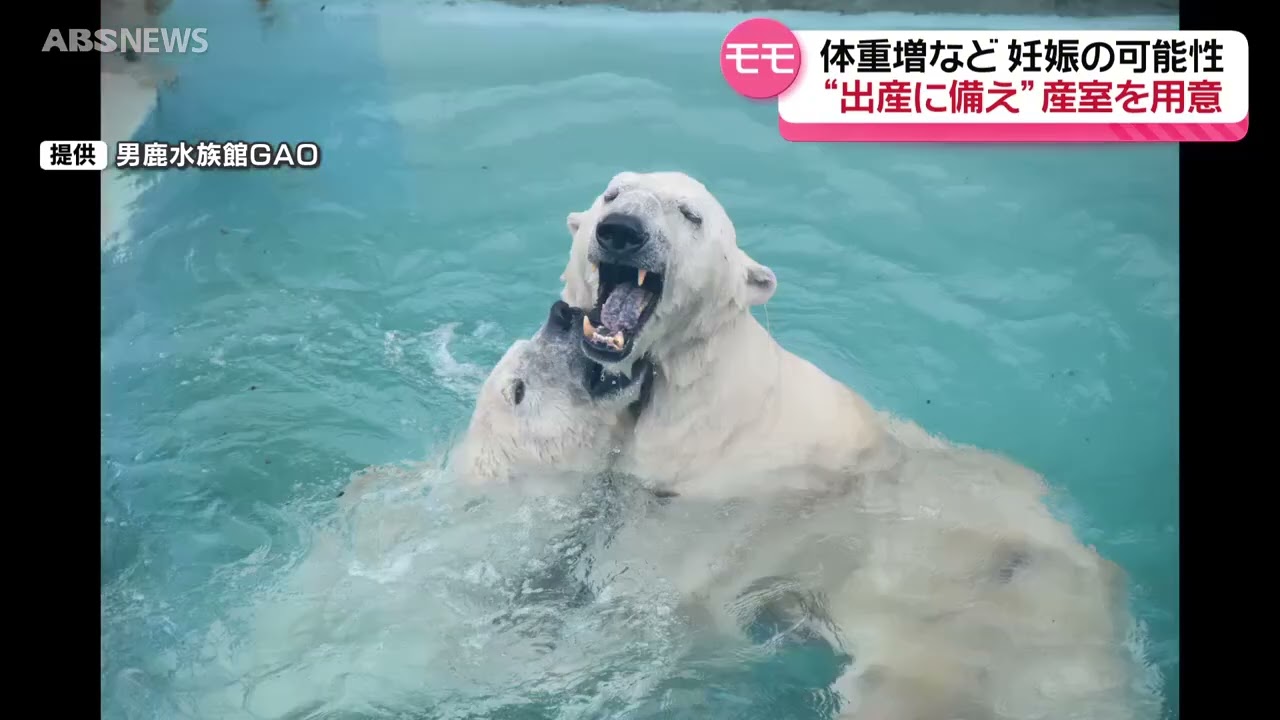ホッキョクグマ・モモ妊娠か 来年1月にかけ出産の可能性