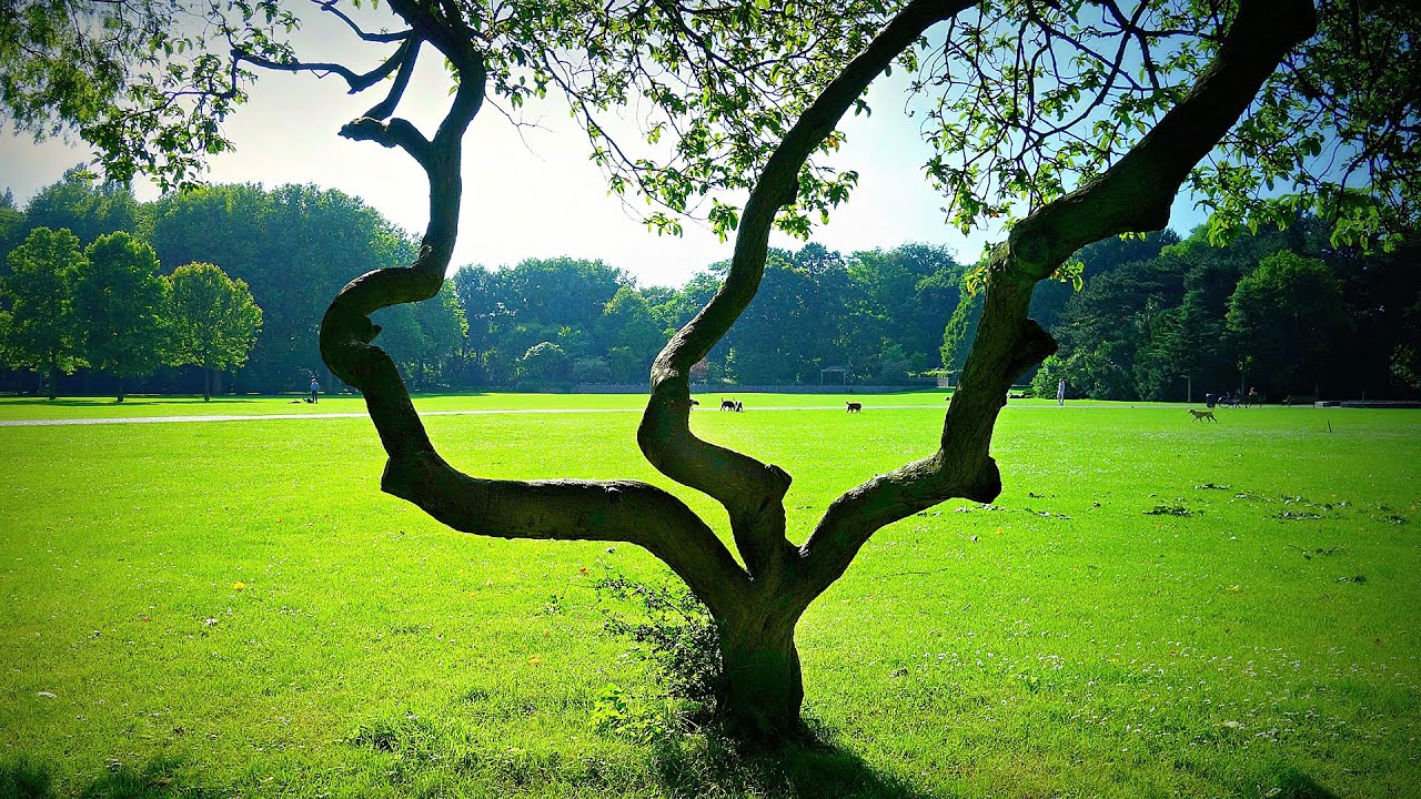 Исцеление от стресса и беспокойства, Расслабляющая музыка с природными пейзажами, Солнечный луг